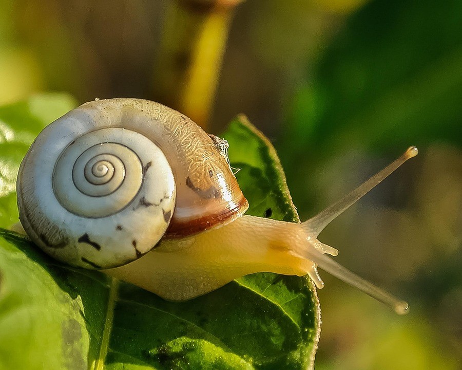 De gacela a caracol