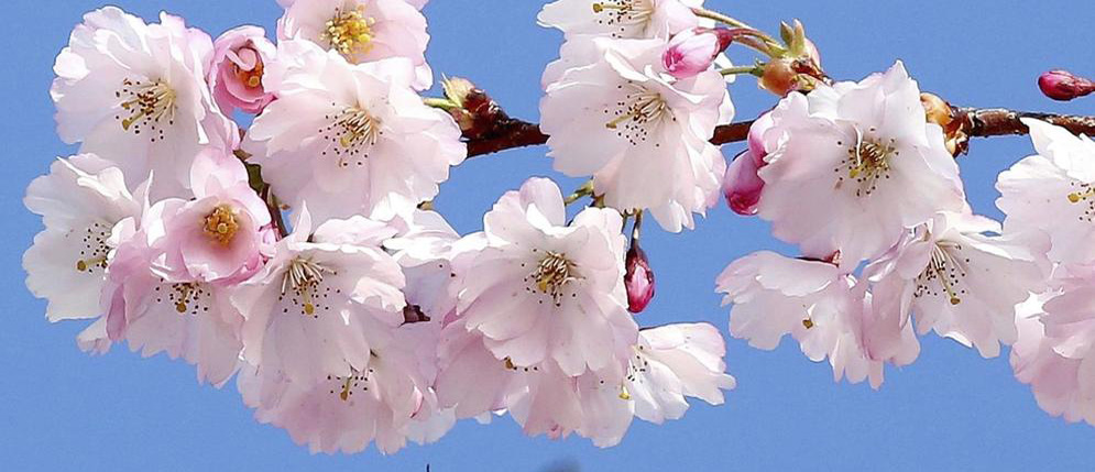 Lo que te contaré...