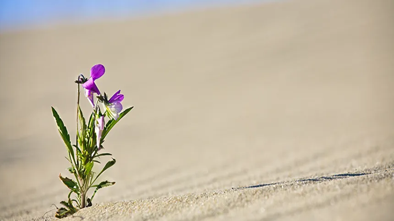 Nuestra vulnerabilidad humana